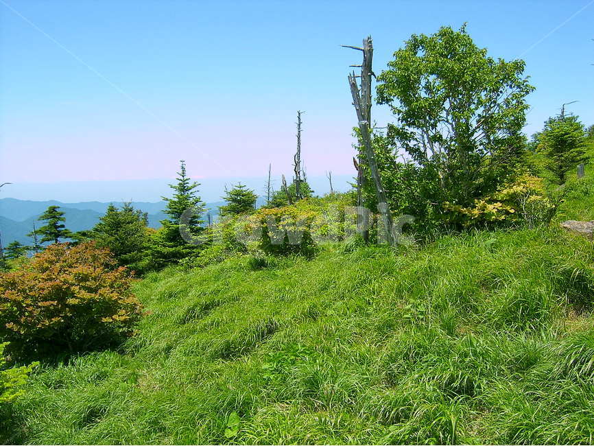 지리산,제석봉,고사목,제석봉고사목,한여름지리,자연,풍경,nature,landscape,한국자연풍경,한국자연경관,korea nature landscape,tree,나무,plant,식물,fir,전나무,abies,아비