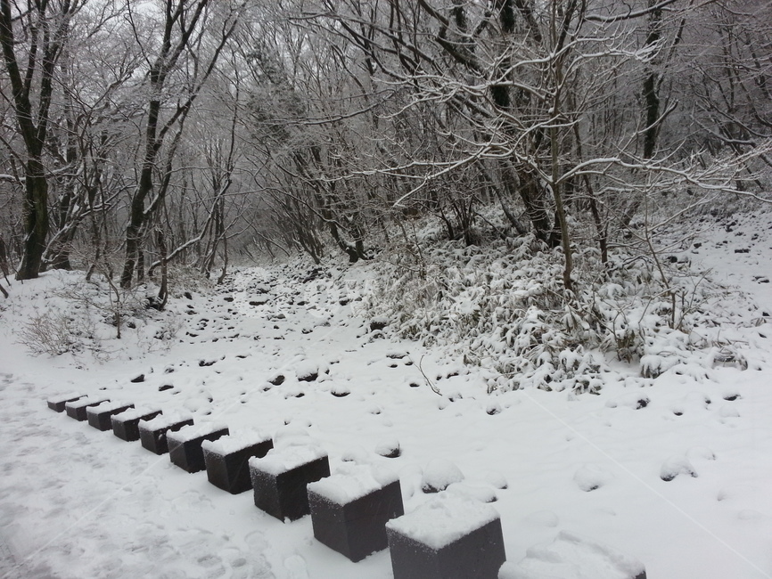 제주,눈,겨울,눈길,나무,숲길,풍경,겨울,계절,winter,season