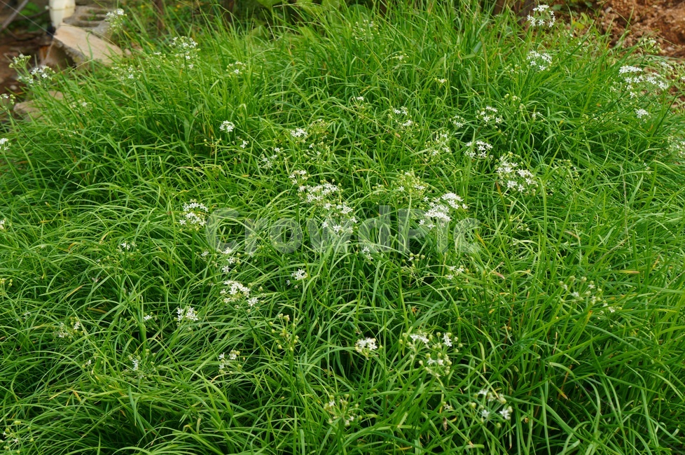 부추,채소,부추꽃,식물,초록,자연,텃밭,식물,자연,plants,nature,꽃,flower