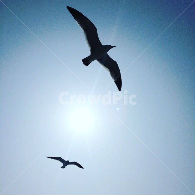 갈매기,겨울바다,자유,하늘,바다,동물,animal,조류,새,birds