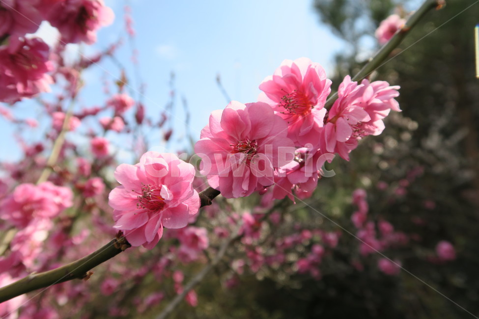 매화,홍매화,매화축제,봄,꽃,3월,식물,자연,plants,nature,꽃,flower