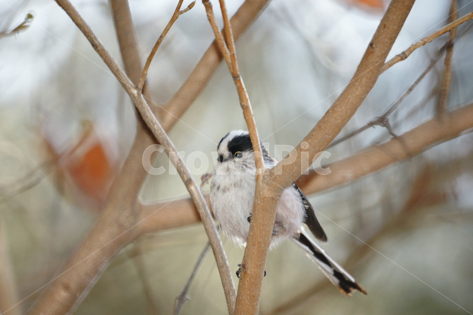 새,작은,오목눈이,노란테두리눈,나무가지,숲속,동물,animal,조류,새,birds