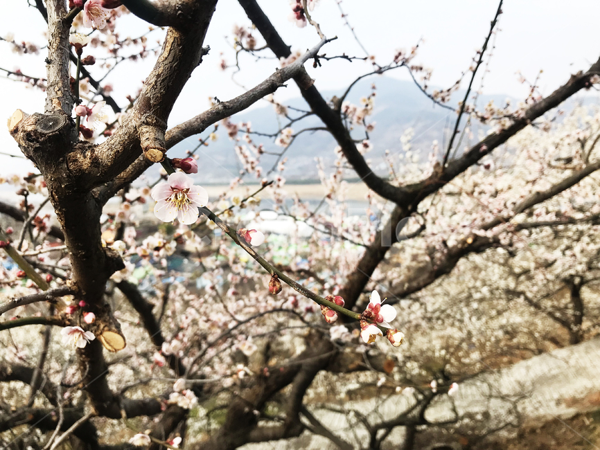 매화,매화꽃,기와집,광양매화마을,하늘,풍경,자연,꽃,봄,계절,spring,season,plant,식물,blossom,cherry blossom,벚꽃,flower