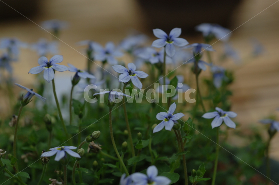 꽃,들꽃,야생화,식물,flower,plant,식물,자연,plants,nature,꽃,flower