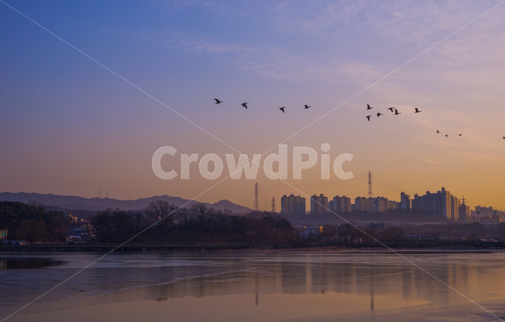새,조류,동물,겨울철새,철새,이동,비행,새벽,여명,하늘,도시,풍경,city,landscape,bird,animal