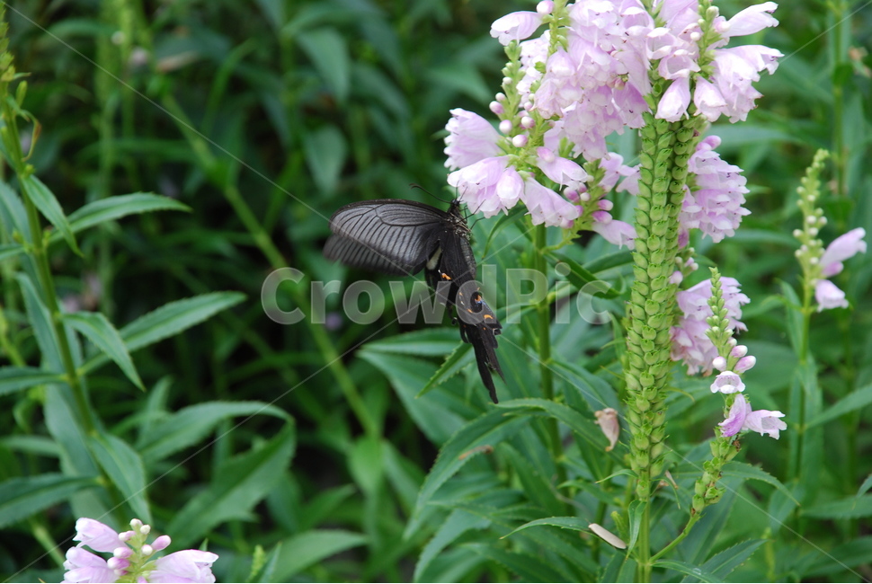 나무수국,산제비나비,나비,호랑나비,수국,식물,자연,plants,nature,꽃,flower,동물,animal,곤충,벌레,insect,bug