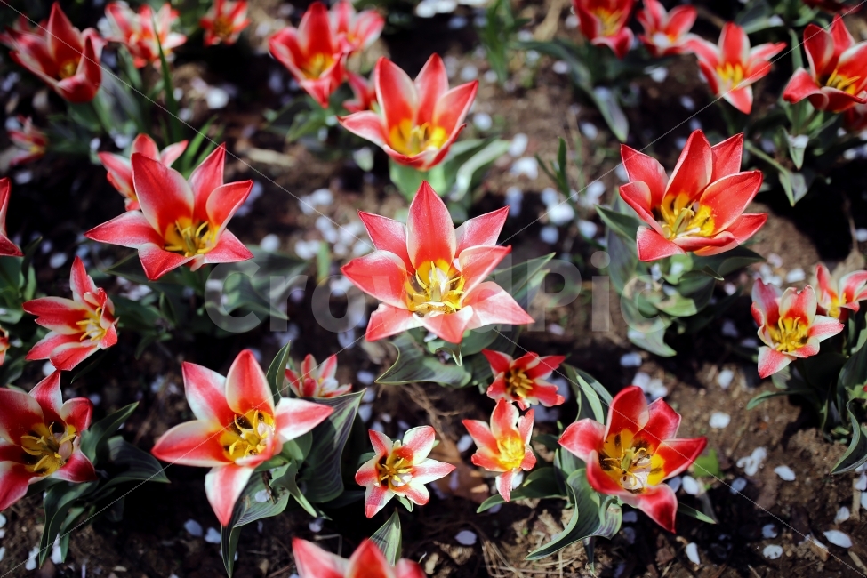 꽃이미지,빨간꽃,꽃,화단,서울숲,식물,자연,plants,nature,꽃,flower