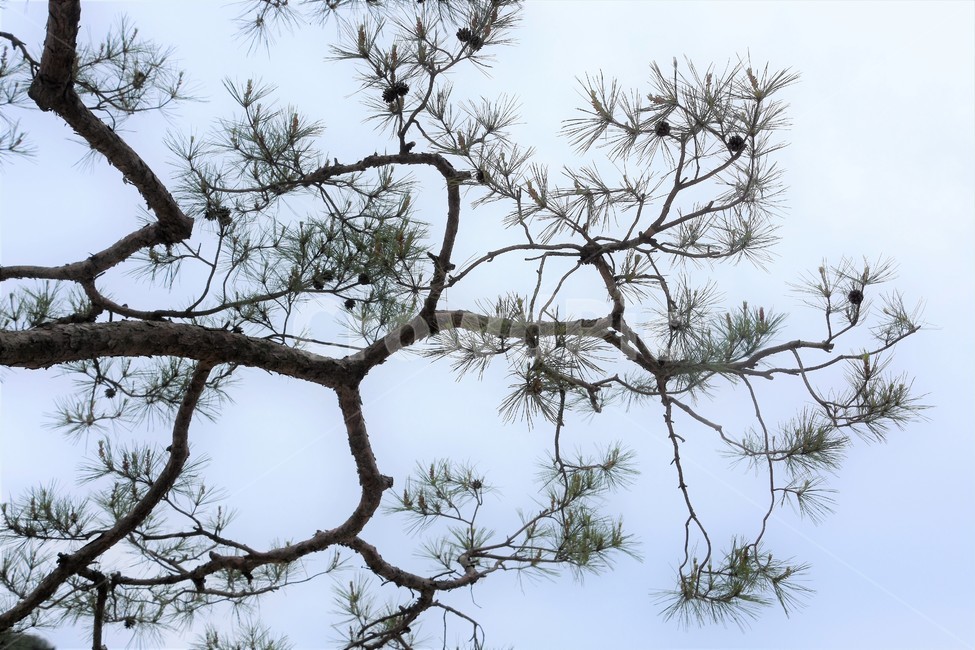 소나무,식물,자연,하늘,소나무잎,식물,자연,plants,nature,나무,trees,wood