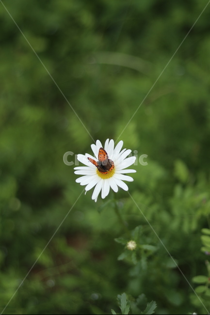 샤스타데이지,꽃,나비,봄,흰색꽃,초록,식물,자연,plants,nature,꽃,flower,동물,animal,곤충,벌레,insect,bug