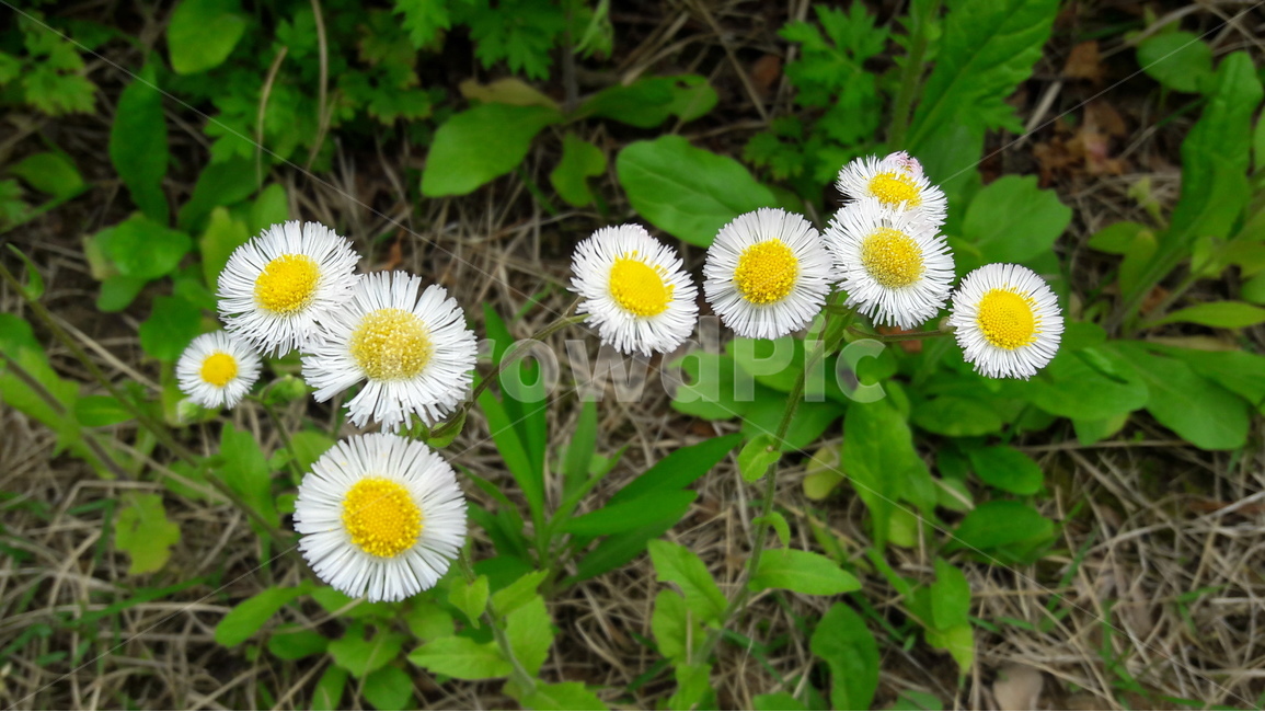 개망초,꽃,계란꽃,화해,잡초,식물,자연,plants,nature,꽃,flower
