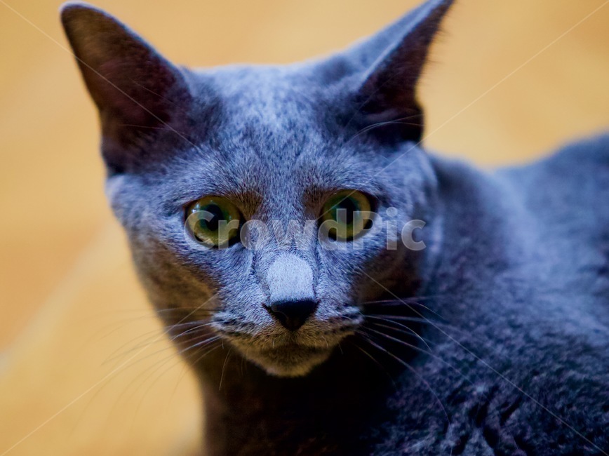 고양이,냐옹이,야옹이,cat,animal,냐옹,냥냥,냥냥펀치,cats,러시안블루,반려묘,애완묘,동물,animal,포유류,mammal,고양이,cat,kitten,kitty