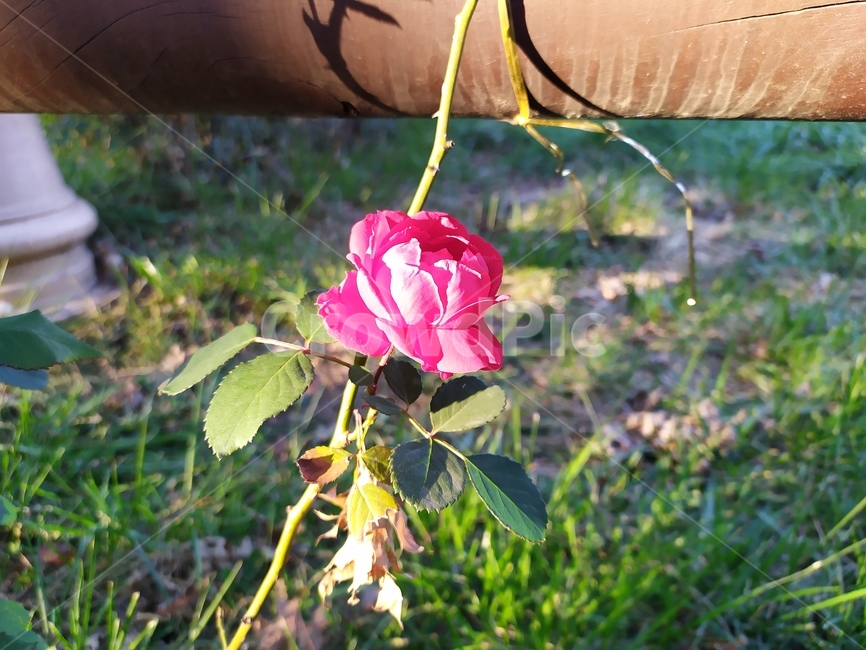 garden,정원,outdoors,옥외,꽃,장미,rose,flower,식물,자연,plants,nature,꽃,flower