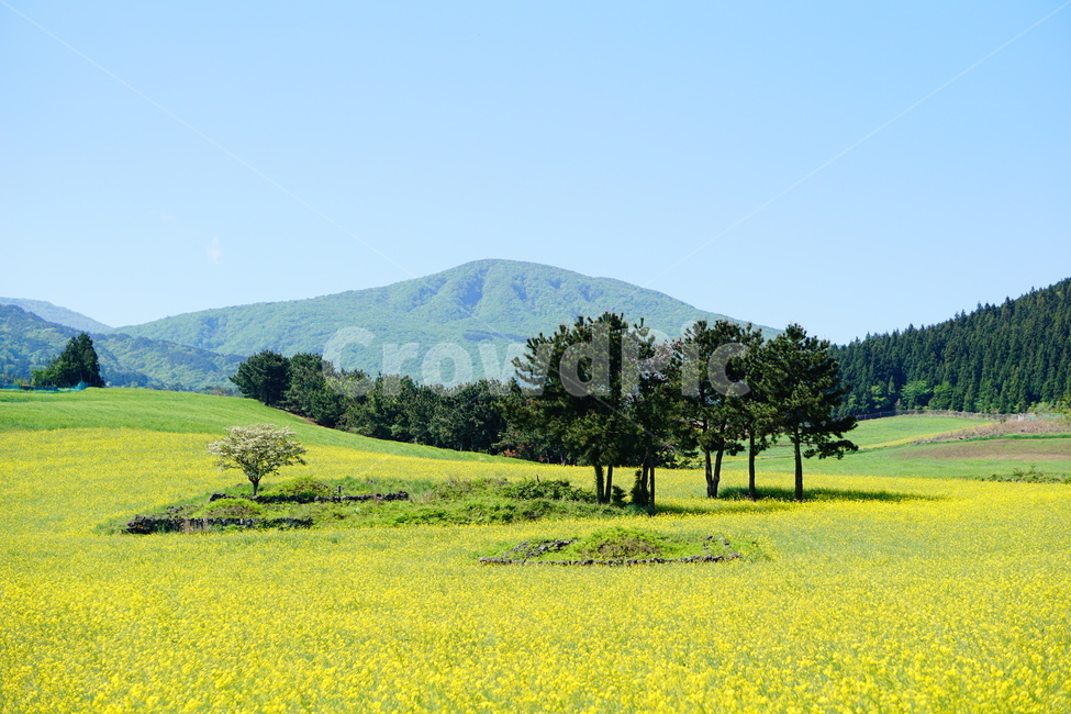 유채꽃,제주도,오라동,청보리밭,유채