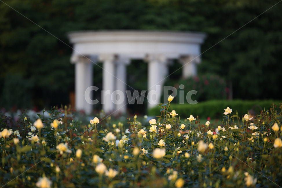 장미,꽃,rose,감성,올림픽공원,장미공원