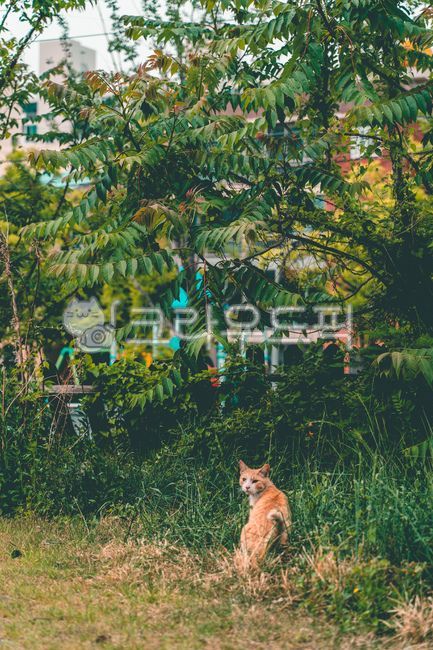 고양이,길거리,나무,뒷모습,길고양이