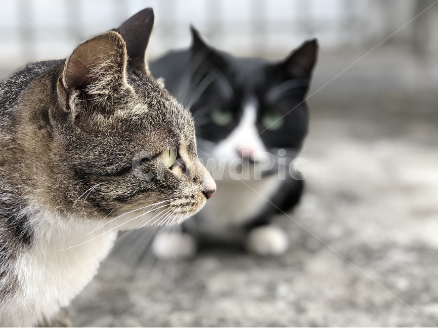 고양이,동물,길고양이,힐링,냥이,동물,animal,포유류,mammal,고양이,cat,kitten,kitty