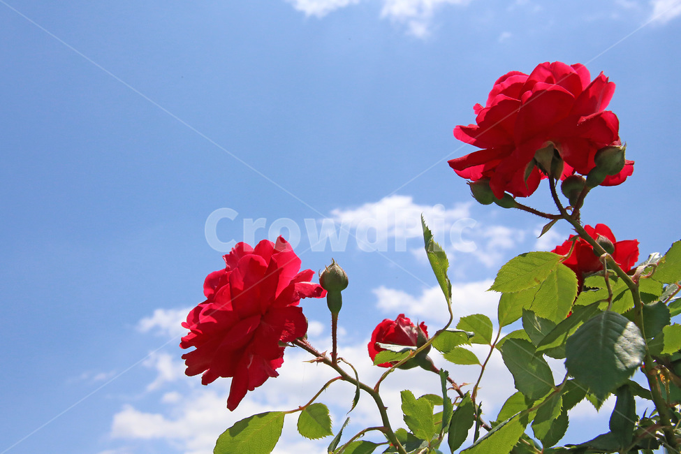 장미,꽃,식물,빨강색,정원수,식물,자연,plants,nature,꽃,flower