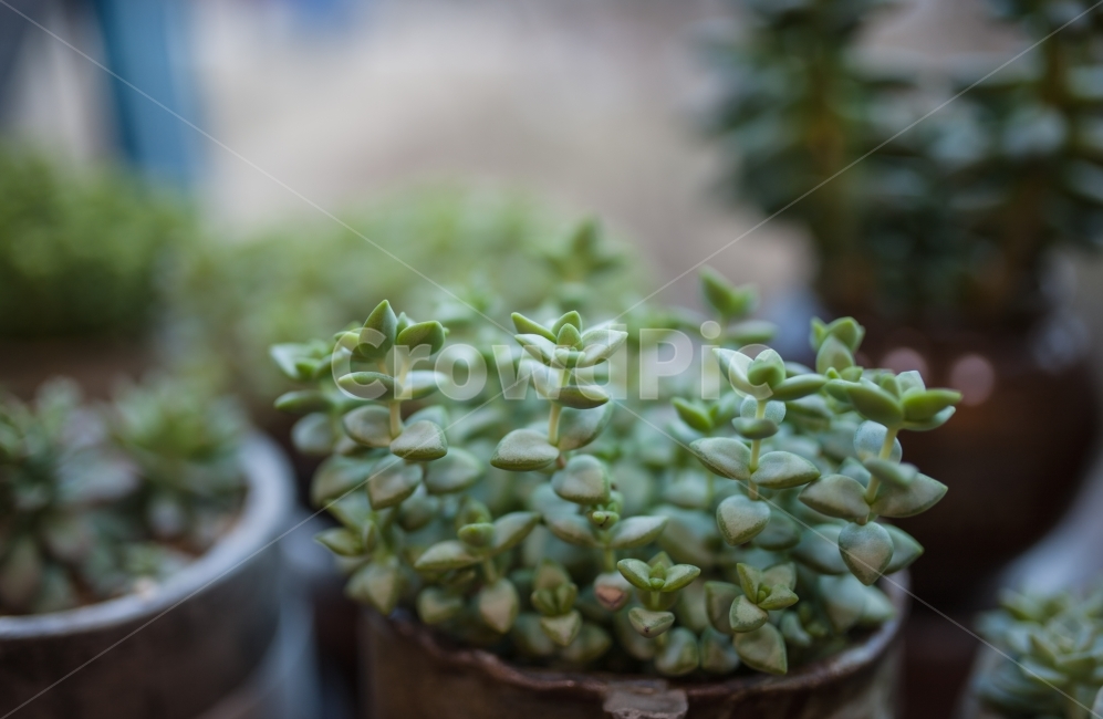 다육이,카페,식물,겨울,다육식물,식물,자연,plants,nature,실내용화초,화분,화초,house plant,감성,sensible,feeling