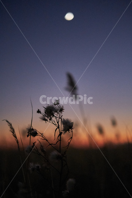 갈대,reed,매직아워,magichour,달,moon,보케,plant,식물,bokeh,야경,밤,풍경,nightscape,night,landscape