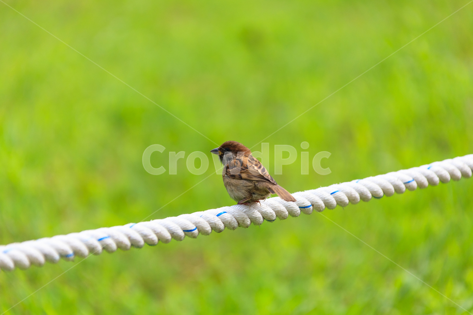 참새,정원,환경,새,날개,동물,animal,조류,새,birds