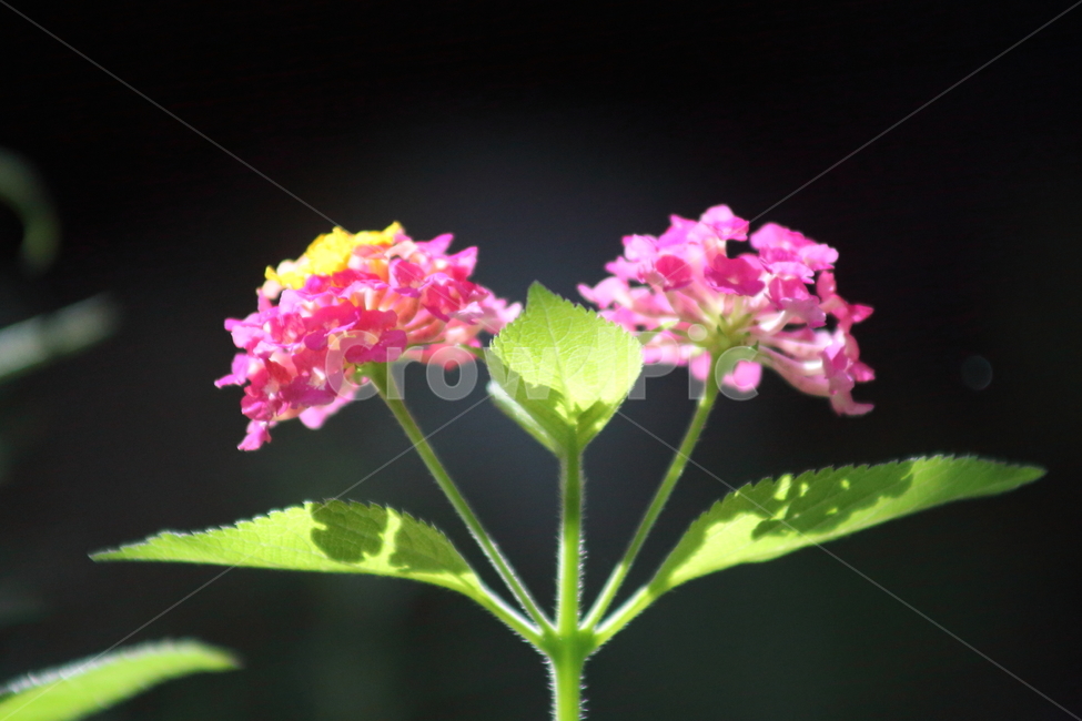 란타나,칠변화,꽃,lantana,flower,식물,자연,plants,nature,꽃,flower