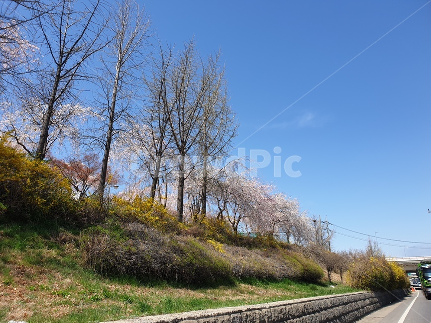 벚꽃,풍경,봄,도로,나무,자연,풍경,nature,landscape,plant,식물,flower,꽃,blossom