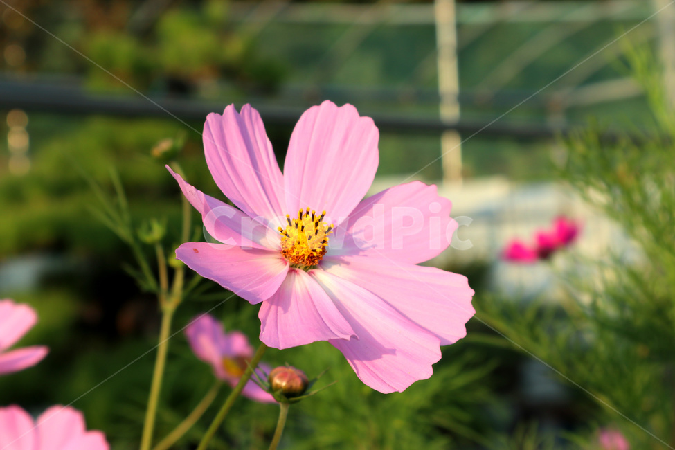 코스모스,꽃,식물,분홍꽃,flower,가을,계절,fall,autumn,season,식물,자연,plants,nature,꽃,flower,plant