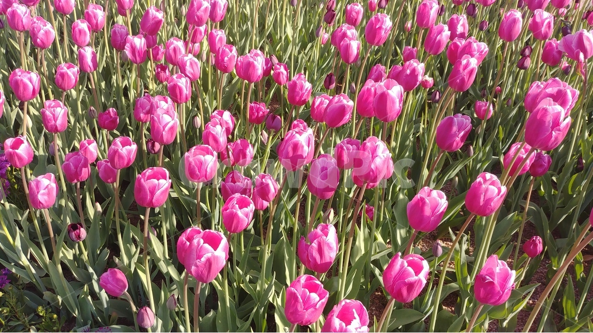 flower,튤립,tulip,분홍,흰꽃,식물,plants,꽃,flowers,spring,5월꽃,5월의꽃,봄,식물,자연,plants,nature,꽃,flower