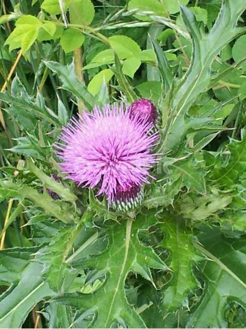 들꽃,야외,풀,시골,야생화,식물,자연,plants,nature,꽃,flower