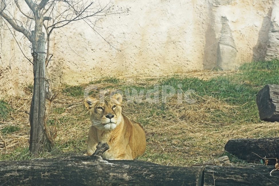 동물,야생,사자,줄무늬,육식,nature,자연,lion,animail,animalpark,park,동물보호,동물,animal,포유류,mammal