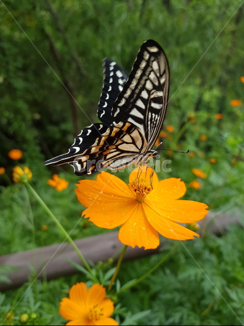 호랑나비,나비,swallowtailbutterfly,butterfly,꽃,동물,animal,곤충,벌레,insect,bug