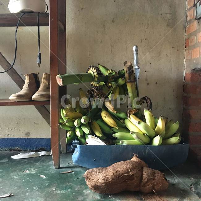 유기농,바나나,카사바,채집,열대,과일,열매,식물,자연,organic,cassava,banana,tropical,fruit,plant,gather,latin,nature