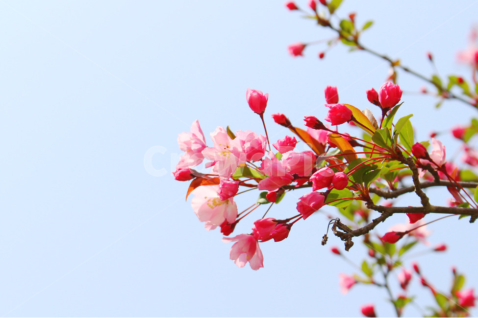 감성사진,봄,꽃,풍경,자연,flower,pink,white,light,빛,색감,하늘,sky,spring,봄,계절,spring,season,식물,자연,plants,nature,꽃,flower,plant
