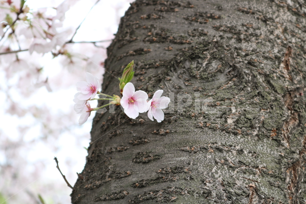 식물,나무,벚꽃,꽃,자연,봄,봄,계절,spring,season