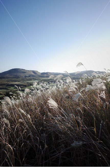 plant,식물,grass,잔디,flamegrass,silvergrass,억새,들판,nature,자연,옥외,outdoors,hill,언덕,reed,갈대