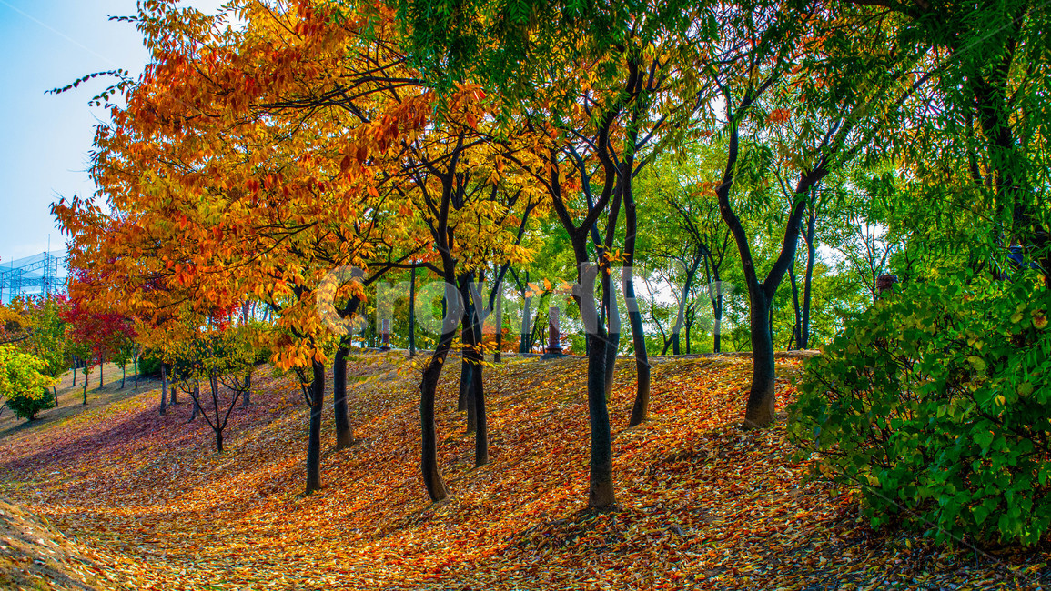 가을,단풍,낙엽,산책로,만추,가을,계절,fall,autumn,season,자연,풍경,nature,landscape,tree,나무,plant,식물,leaf,잎