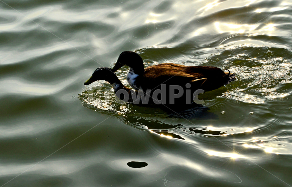 animal,동물,bird,새,duck,오리,mallard,청둥오리,waterfowl,물새,짝짓기,동물,animal,조류,새,birds