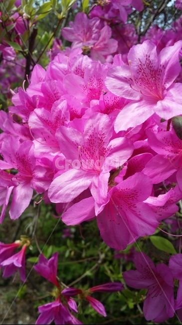 철쭉,야생화,봄꽃,조경수,분홍철쭉,식물,자연,plants,nature,꽃,flower