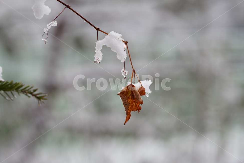 눈,추위,겨울,흰색,화이트,snow,winter,white,식물,생물,가지,설경,감성,날씨,겨울,계절,winter,season