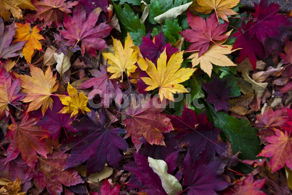 가을,색감,자연,단풍,낙엽,노랑,주황,보라,빨강,가을,계절,fall,autumn,season,식물,자연,plants,nature,plant,leaf,잎,tree,나무