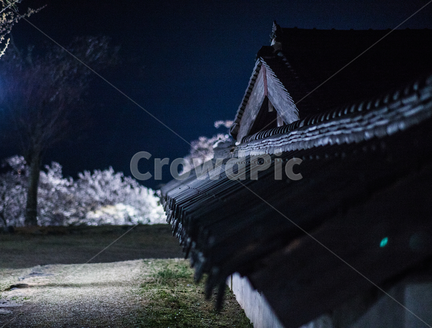 봄,벚꽃,야간,성,선진리성,night,야경,밤,풍경,nightscape,night,landscape,한국전통,한국문화,korean traditional,korean culture,건축물,건물외관,exterior,building,structure,architecture,construction,nature,자연