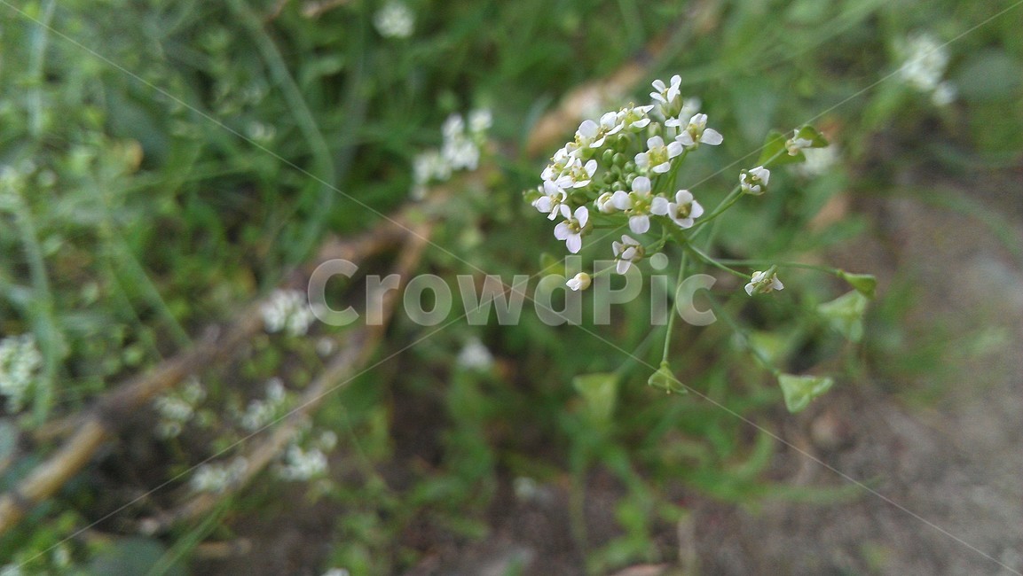 plant,식물,flower,꽃,wildflower,식물,자연,plants,nature,꽃,flower