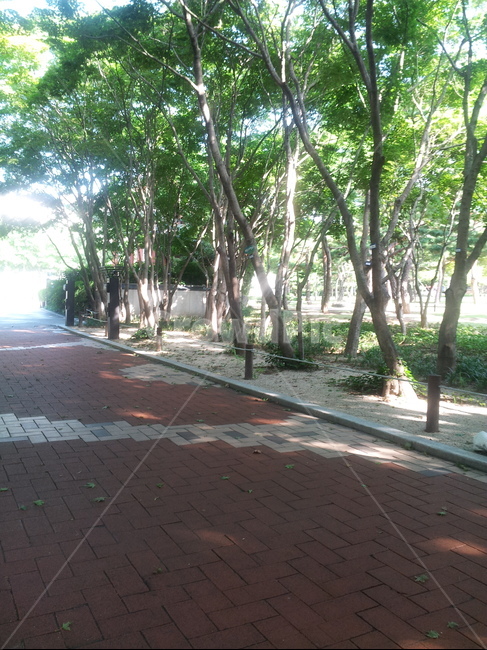 대구,공원,산책,나무,햇빛,자연,풍경,nature,landscape,path,통로