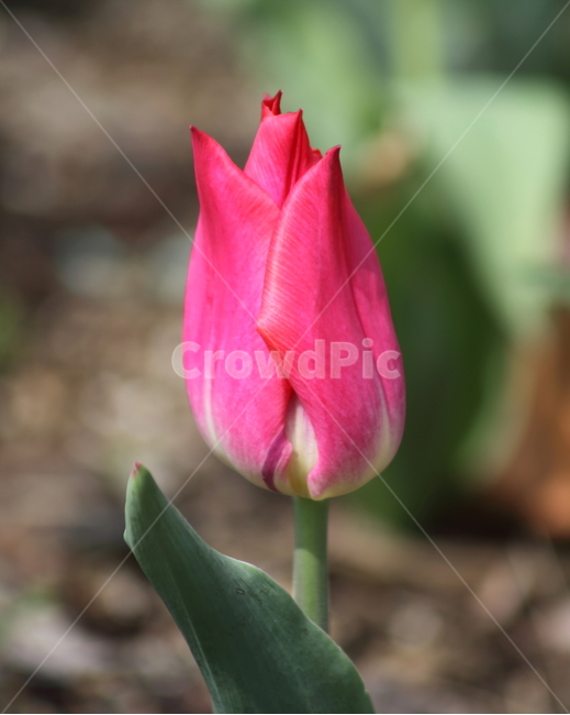 튤립,꽃,식물,봄,tulip,식물,자연,plants,nature,꽃,flower