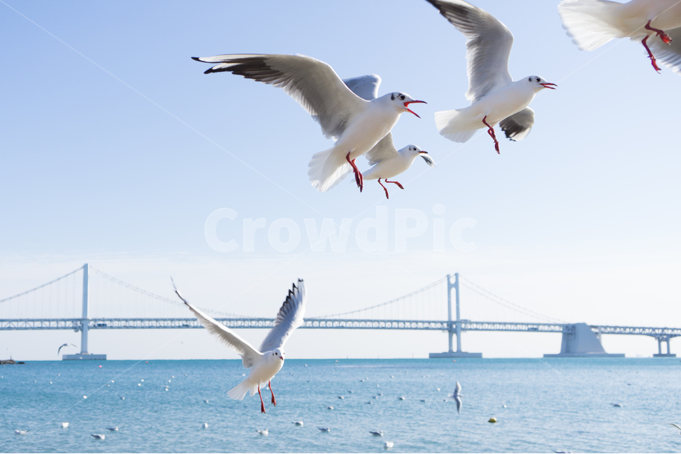 갈매기,새,광안리,조류,무리,동물,animal,조류,새,birds