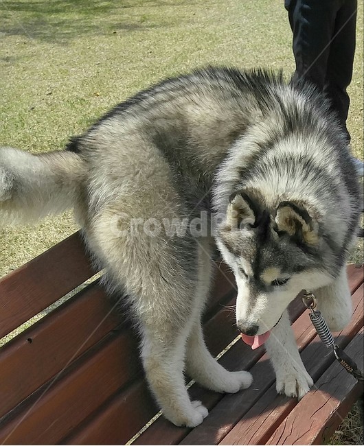 개,동물,pet,허스키,애완용,동물,animal,포유류,mammal,개,강아지,dog,doggy
