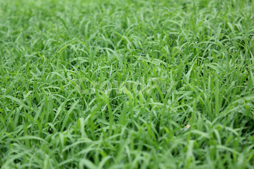빗방울,wet,clean,closeup,drop,farm,field,fresh,grass,green,greenrice,grow,lawn,meadow,nature,nobody,outdoor,pattern,plant,rain,rice,spring,texture,water,waterdrop,초록색,물,녹색,그린,모,모내기,벼,싹,새싹,풀,잔디,풀밭,이슬,젖은,젖어있는,잔디밭,봄,비오는날,물방울,자연,블러,아웃포커스,포커스아웃,식물,농사,논농사,잎,잎사귀,나뭇잎,풀잎,식물,자연,plants,nature,비,비오는날,rain,rainy