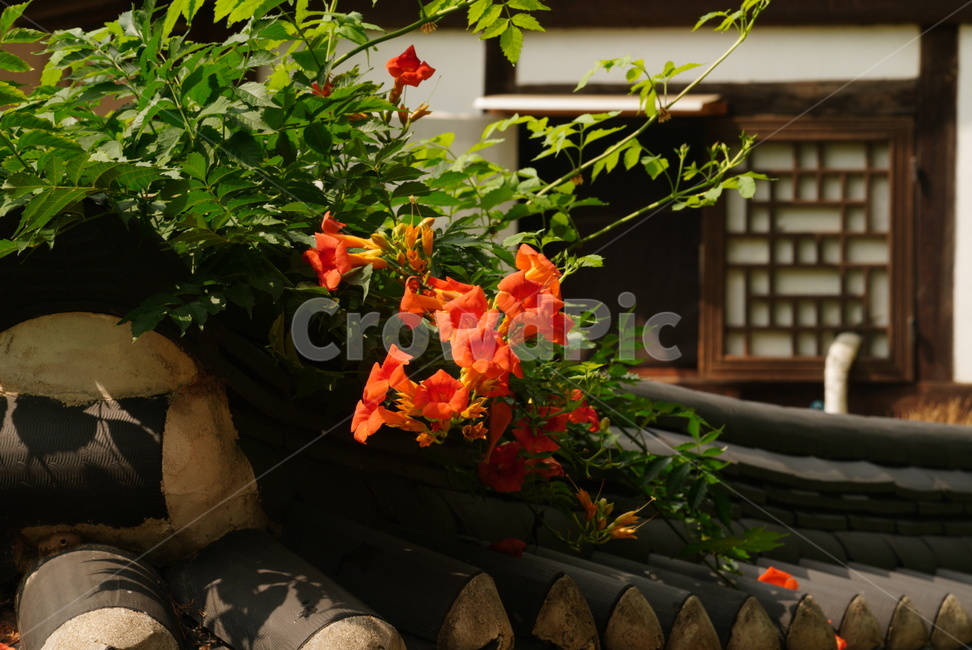 능소화,식물,자연,여름,풍경,flower,nature,summer,tree