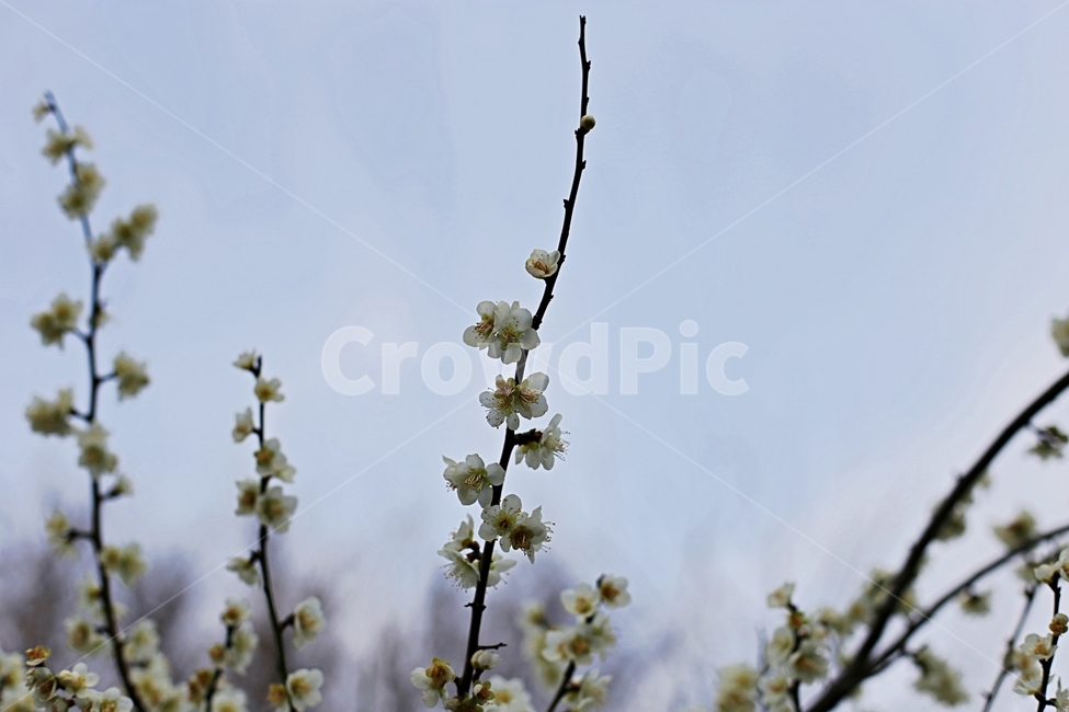 매화,매화꽃,하동,봄,매화축제,봄,계절,spring,season,식물,자연,plants,nature,꽃,flower,plant