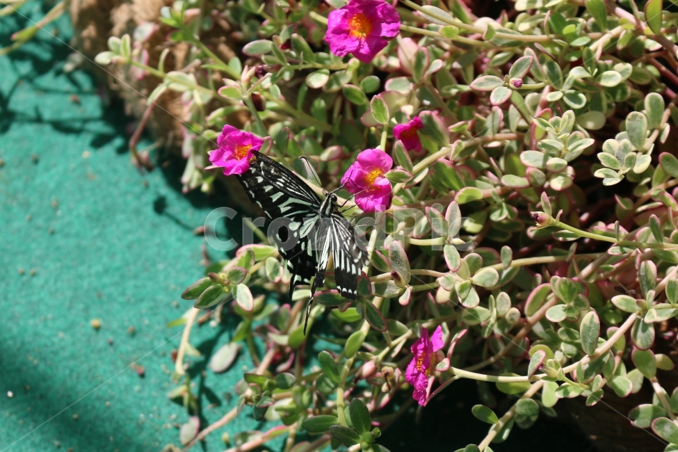 나비,자연,여름,무늬,녹색,식물,자연,plants,nature,꽃,flower,동물,animal,곤충,벌레,insect,bug